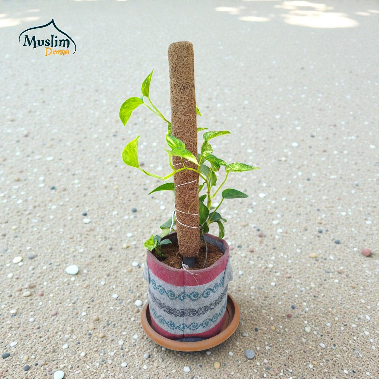 Coco Pole – Natural Plant Support Stick | কোকো পোল (প্রাকৃতিক গাছের সাপোর্ট স্টিক)
