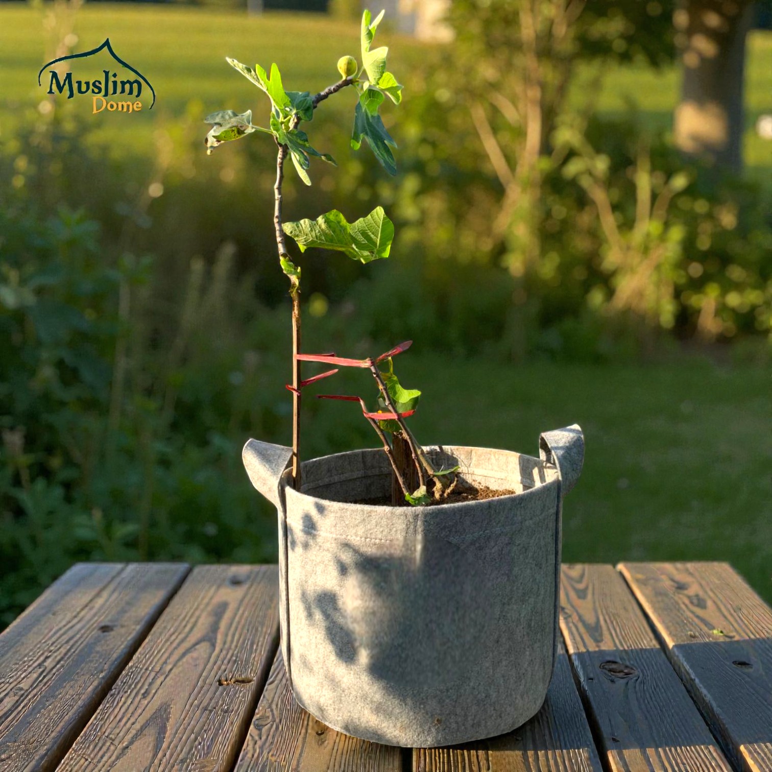 Ash Geo Gardening Grow Bag | ফলদায়ী গাছের জন্য জিও গ্রো ব্যাগ – ছাদ বাগানের জন্য – 600 GSM thumbnail 6